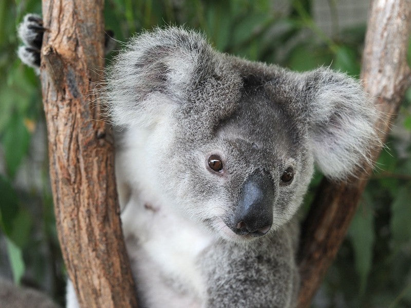 Cute Small Koala Bear Plush Toys Adventure Koala Doll Gift